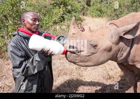 Orphelin de rhinocéros noir (Diceros bicornis) âgé de 18 mois, nourri en bouteille par un gardien, David Sheldrick Wildlife Trust Orphanage, Nairobi, Kenya. Octobre. Banque D'Images