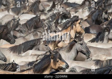 Dulmen ponies , mares sauvages et foals courant ensemble à la roundup. Dulmen, Rhénanie-du-Nord-Westphalie, Allemagne. Banque D'Images