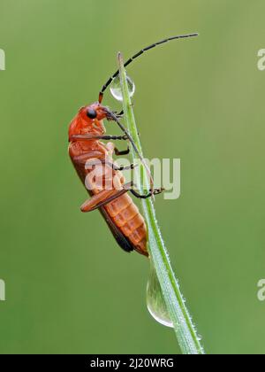 Coléoptère commun de soldat rouge (Rhagonycha fulva) grimpant de l'herbe avec des gouttes de rosée, Hertfordshire, Angleterre, Royaume-Uni, juillet - Focus Stacked Banque D'Images