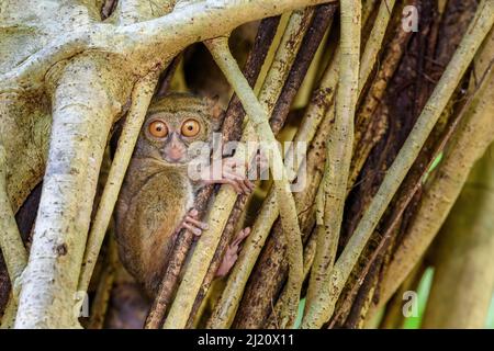 Tarsier spectral (spectre de Tarsius) dans l'arbre de la roost de jour (Ficus sp.). Parc national de Tangkoko, Sulawesi, Indonésie. Banque D'Images