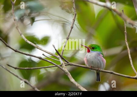 Tody cubain (Todus multicolore). Endémique à Cuba. Parc national de Humboldt, 2019. Banque D'Images