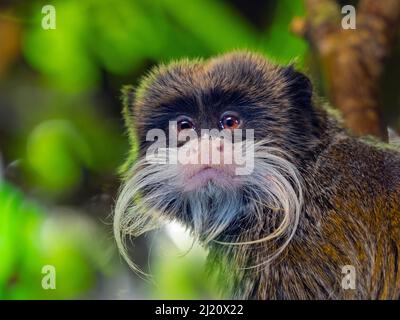 Portrait de l'empereur tamarin (Saguinus imperator), captif, se trouve au Pérou et en Bolivie. Feuillage vert ajouté numériquement Banque D'Images