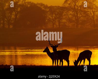 Le cerf-de-Virginie (Cervus dama) stags au coucher du soleil, Holkham Park, North Norfolk, Royaume-Uni, janvier. Banque D'Images