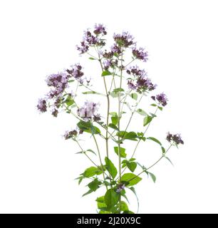 Branches d'origan à fleurs (Origanum vulgare) avec des feuilles vertes isolées sur un fond blanc. Mise au point sélective Banque D'Images