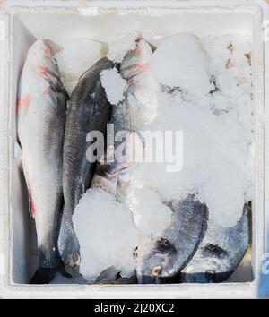 Poisson glacé congelé dans une boîte, dorade dans une boîte en carton. Banque D'Images