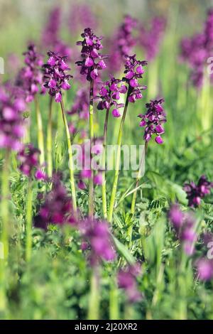 Quelques spécimens d'orchidées à ailes vertes, Orchis morio, Orchidaceae. Banque D'Images