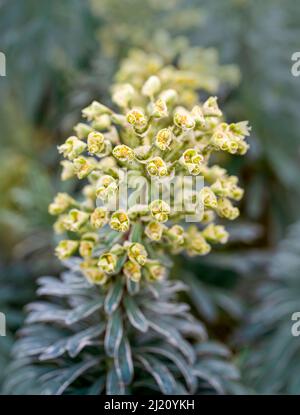 Une variété d'Euphorbia (Spurge) appelée Tigre de Tasmanie (Euphorbia chacias) Banque D'Images