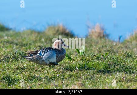 Garganey Anas querquedula à la réserve naturelle de CLEY dans le nord de Norfolk par une journée ensoleillée. Banque D'Images