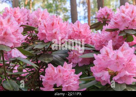 Rhododendron rose floraison luxuriante, dans la pépinière de rhododenrons. Banque D'Images