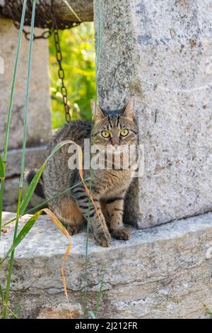 Un beau chat debout sur la marge de puits dans le jardin Banque D'Images