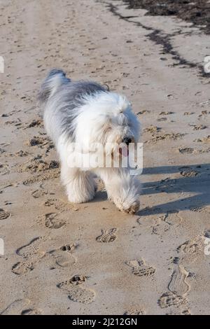 Une queue de poule, vieux chien de berger anglais courant sur la plage, chien heureux Banque D'Images