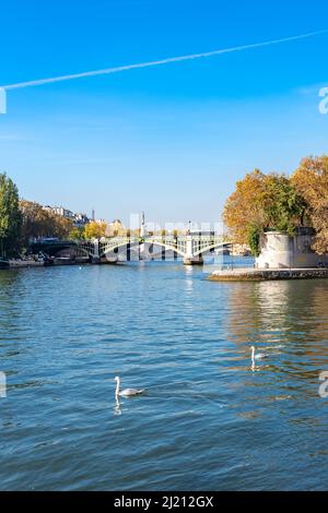 Paris, le pont de Tournelle, l'ile Saint-Louis, avec des cygnes sur la Seine Banque D'Images