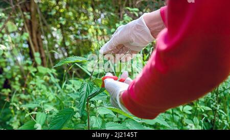 Les femmes caucasiennes ont des mains matures portant des gants, coupant une plante d'ortie et mettant dans un panier en osier, une balle à main. Banque D'Images