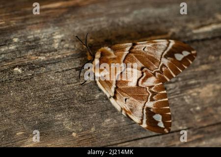Kentish Glory Moth - Endromis versicolor, magnifique papillon de couleur ressort des forêts et des forêts européennes, République tchèque. Banque D'Images