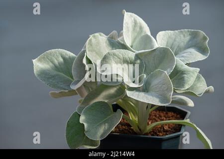 Senecio Angel Wings Plant Banque D'Images