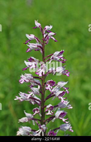Orchid de barre (Orchis militaris) à Kaiserstuhl, Bade-Wurtemberg, Allemagne Banque D'Images