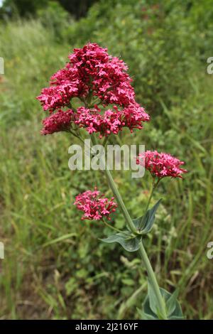 Fleur rouge (Centranthus ruber) à Kaiserstuhl, Bade-Wurtemberg, Allemagne Banque D'Images