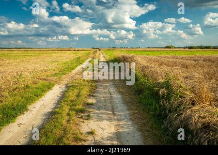 Route de campagne à travers les champs avec le grain et le champ fauchée, vue d'été Banque D'Images