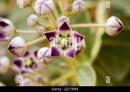 Fleur de couronne de Calotropis gigantea, Satara , Maharashtra , Inde . Racine en poudre utilisée dans l'asthme, la bronchite et la dyspepsie Banque D'Images