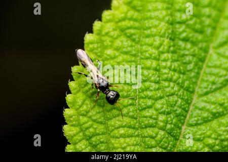 Guêpe puciforme sur feuille, Pulverro indica, Sanwal 1952, Satara, Maharashtra, Inde, Pulverro indica Banque D'Images