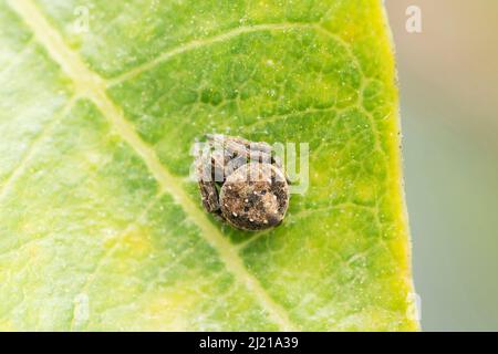 Tisserand japonais, Eriovixia arana, Satara, Maharashtra, Inde Banque D'Images