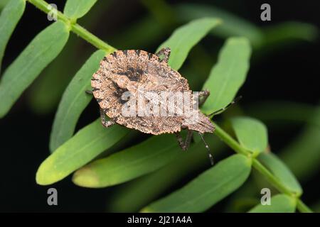 Punaise grossière, Brochymena arborea, Satara, Maharashtra, Inde Banque D'Images