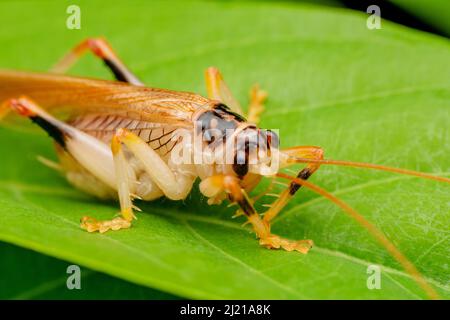 Gros plan de Leaf Cricket , Teleogryllus emma, Satara, Maharashtra, Inde Banque D'Images