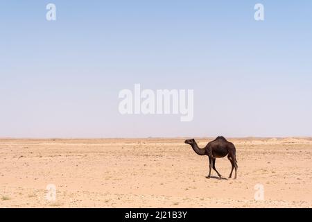 Un chameau dromadaire aux cheveux sombres dévie le désert de RUB al Kali dans le sud de l'Oman, un vaste vide tout autour. Banque D'Images