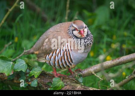 Uploders, Dorset, Royaume-Uni. 29th mars 2022. Météo Royaume-Uni. Une perdrix à pattes rouges perchée sur un arbre tombé dans un jardin à Uploders dans Dorset, un matin couvert chaud. Crédit photo : Graham Hunt/Alamy Live News Banque D'Images