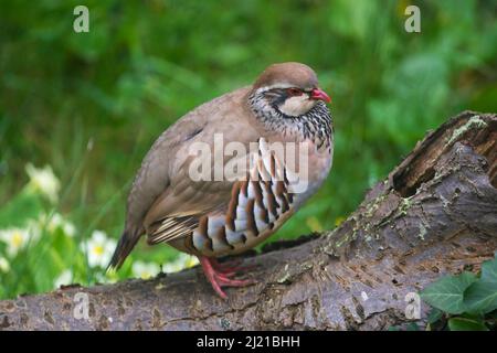 Uploders, Dorset, Royaume-Uni. 29th mars 2022. Météo Royaume-Uni. Une perdrix à pattes rouges perchée sur un arbre tombé dans un jardin à Uploders dans Dorset, un matin couvert chaud. Crédit photo : Graham Hunt/Alamy Live News Banque D'Images