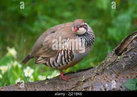 Uploders, Dorset, Royaume-Uni. 29th mars 2022. Météo Royaume-Uni. Une perdrix à pattes rouges perchée sur un arbre tombé dans un jardin à Uploders dans Dorset, un matin couvert chaud. Crédit photo : Graham Hunt/Alamy Live News Banque D'Images