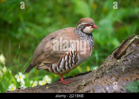 Uploders, Dorset, Royaume-Uni. 29th mars 2022. Météo Royaume-Uni. Une perdrix à pattes rouges perchée sur un arbre tombé dans un jardin à Uploders dans Dorset, un matin couvert chaud. Crédit photo : Graham Hunt/Alamy Live News Banque D'Images