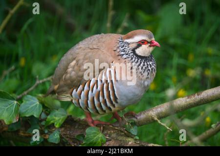 Uploders, Dorset, Royaume-Uni. 29th mars 2022. Météo Royaume-Uni. Une perdrix à pattes rouges perchée sur un arbre tombé dans un jardin à Uploders dans Dorset, un matin couvert chaud. Crédit photo : Graham Hunt/Alamy Live News Banque D'Images