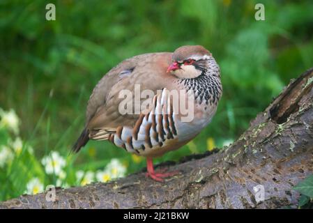 Uploders, Dorset, Royaume-Uni. 29th mars 2022. Météo Royaume-Uni. Une perdrix à pattes rouges perchée sur un arbre tombé dans un jardin à Uploders dans Dorset, un matin couvert chaud. Crédit photo : Graham Hunt/Alamy Live News Banque D'Images