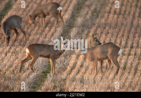 Groupe de cerfs de Virginie (Capranolus capranolus) - femelles - sur terrain de chaume Banque D'Images