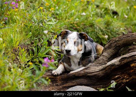 Portrait de chien avec deux yeux de couleur différente Banque D'Images