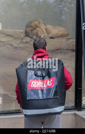 Gorilles Delivery Man livrant au zoo Artis d'Amsterdam, pays-Bas 28-3-2022 Banque D'Images