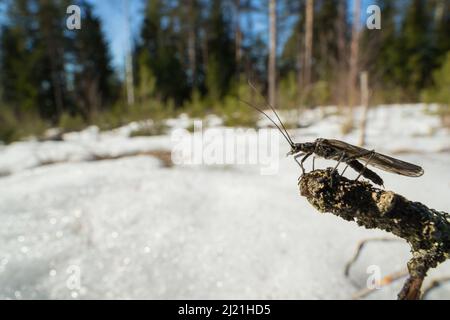 Février (Taeniopteryx nebulosa) dans un habitat naturel de source, Finlande sauvage. Banque D'Images