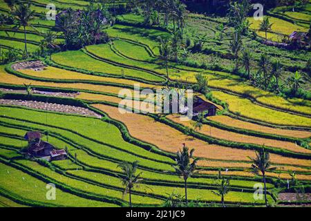 Rizières et terrasses dans le centre de Bali, Indonésie, Bali, Munduk Banque D'Images