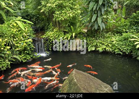 Carpe de koï (Cyprinus carpio), étang de koï, Thaïlande, Phuket Banque D'Images