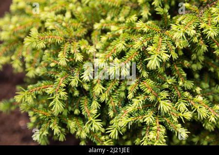 Variété d'épinette ornementale naine Nidiformis (Picea abies, épinette de Norvège ou épinette d'Europe). Branches avec de jeunes pousses de croissance annuelle. Fond naturel Banque D'Images