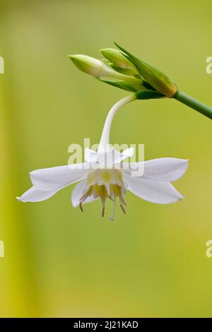 Lily Amazone (Eucharis amazonica), fleur Banque D'Images