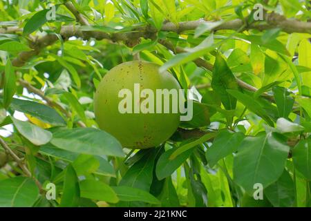 Fruit Bael (Aegle marmelos). Gros plan sur les fruits Bael. Bael fruit sur l'arbre Banque D'Images