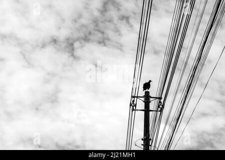 Goias, Goias, Brésil – 29 mars 2022 : un bourdonnement perché sur un poteau de puissance avec un ciel nuageux en arrière-plan. (Coragyps atratus) Noir et blanc. Banque D'Images