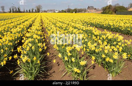 Champ cultivé de jonquilles, affichage jaune en rangées et pleine floraison, Wisbech, Angleterre Banque D'Images