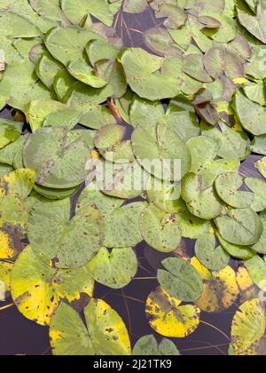 Les feuilles rondes de lilas d'eau couvrant la surface de l'étang de jardin. Banque D'Images