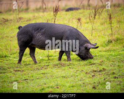 Vue latérale d'un cochon de Berkshire de race rare de couleur noire dans un champ britannique. Banque D'Images