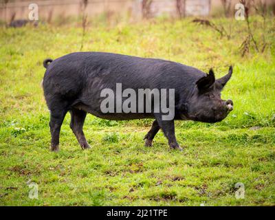 Vue latérale d'un cochon de Berkshire de race rare de couleur noire dans un champ britannique. Banque D'Images