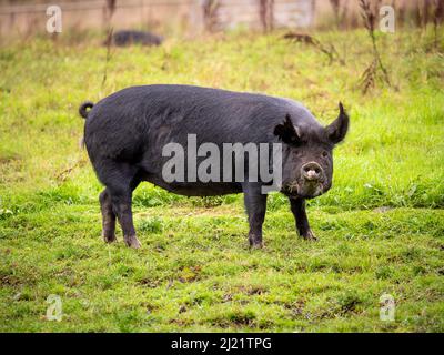 Vue latérale d'un cochon de Berkshire de race rare de couleur noire dans un champ britannique. Banque D'Images