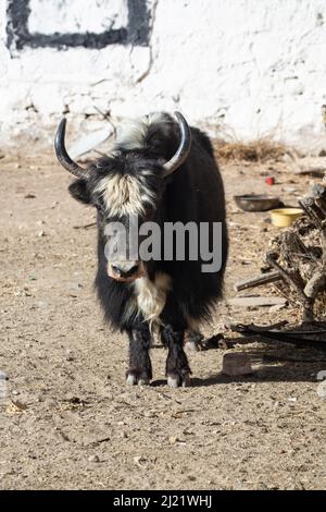 Le yak domestique (Bos grunniens) Banque D'Images